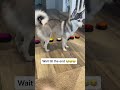 Sapphie presses buttons to talk tik tok sapphie the pomsky