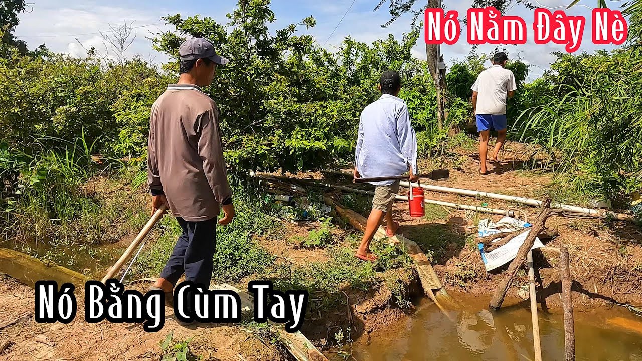 Anh chủ Gò Mai Phát Hiện Con Rắn Bự Bằng Cùm Tay Để Lạy Lớp Da Chà Bá | Mười Thương SB