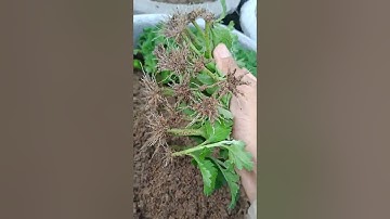 nhân giống cúc pha lê