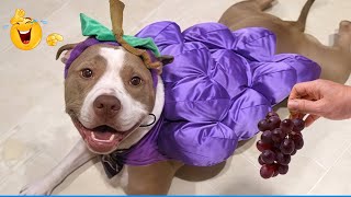 Try Not To Laugh Funny Cats and Dogs Videos 2025 🤣🐶 Best Animal Video Compilation You Can’t Miss 🤣