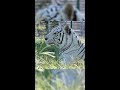 Luna a white tiger is looking for more enrichment