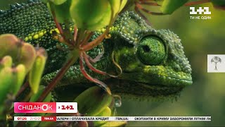 Цікаві факти про рептилій - Поп-наука