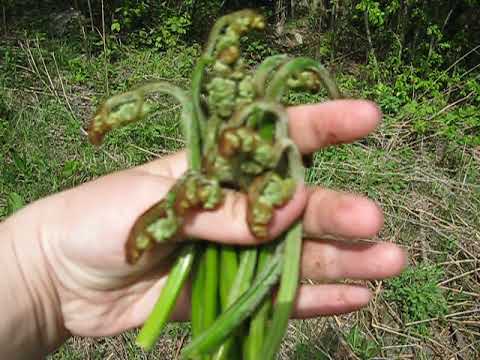 Βίντεο: Bracken fern: χρήσιμες ιδιότητες και φωτογραφίες