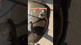 bonnet repairing work start 🔨🛠️⚒️🛠️🔨⚒️ #automobile #motivation #trending #shortsfeed #shorts #viral