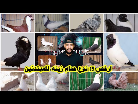 ارخص 15 نوع حمام زينه للمبتدئين بالاسعار من 120ج ل 1000 جنيه