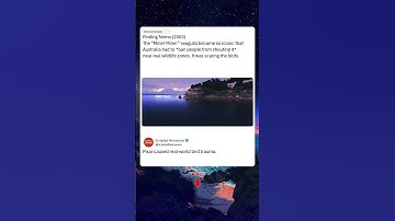 Finding Nemo Seagulls Banned in Real Life