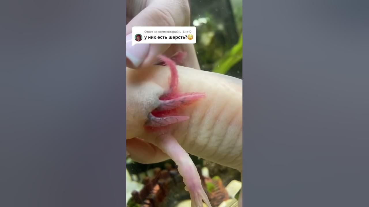 Шерсть у аксолотля #axolotl #аксолотль - YouTube