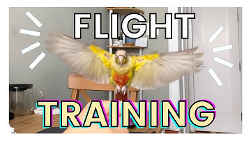 TEACH YOUR BIRD TO FLY TO YOU | How to Flight Train Your Bird (Bird Training Tutorial)