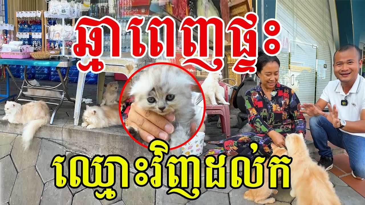ឆ្មាពេញផ្ទះ ឈ្មោះវិញដល់កហើយ ព្រោះក្ដីស្រលាញ់