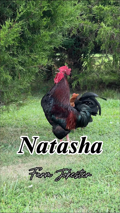 Natasha! Come get your rooster 🐓#rooster #chickens #nameyellingchicken #natasha #tasha #nat
