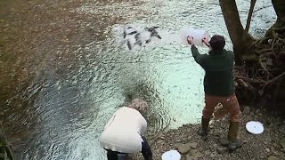 Trout season stocking in Sullivan County