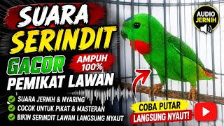 Suara Burung Serindit Gacor Pemikat Lawan 🔥 Audio Jernih | Masteran Serindit Paling Ampuh