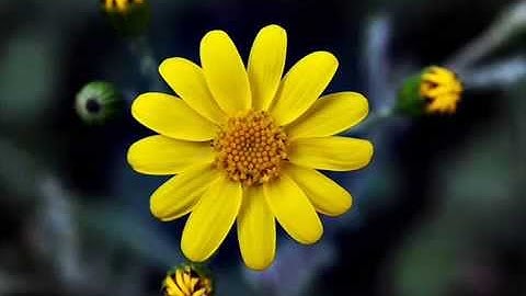 اذكار الصباح بصوت القارئ مقداد السامرائي