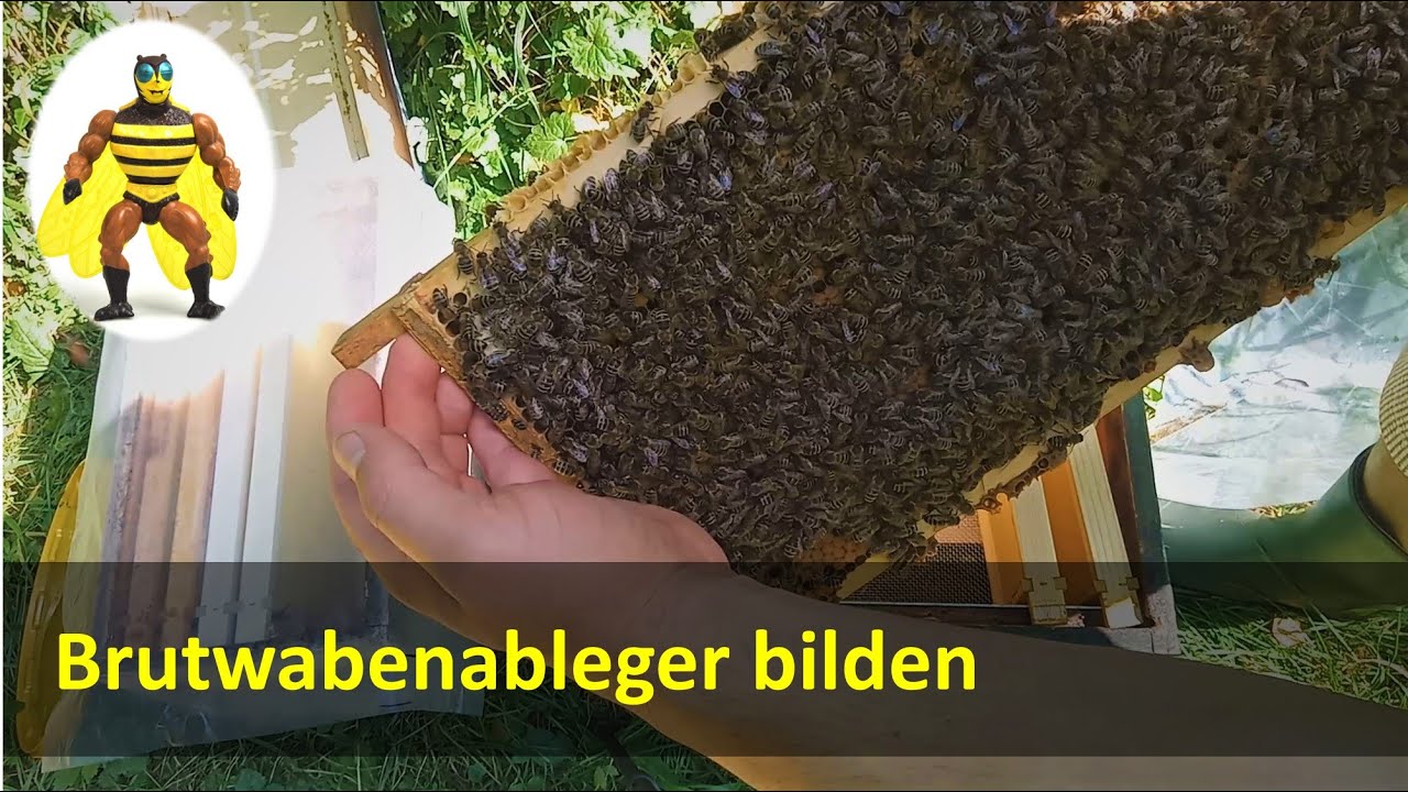 Ableger bilden / Brutwabenableger