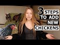 Watch this before adding more chickens  how to introduce new chickens to your flock