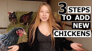 Watch This BEFORE Adding More Chickens  How To Introduce NEW CHICKENS To Your Flock