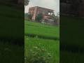 😱 Jungle Ke bich school 🏫#youtubeshorts #trending #shorts #jharkhand #school #like #saport