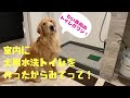 室内に犬専用の水洗トイレを作ってみました！これでトイレシートとはおさらば！？設置してよかったことや後悔ポイントをお伝えします！