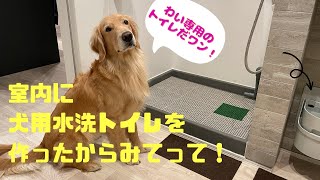 室内に犬専用の水洗トイレを作ってみました！これでトイレシートとはおさらば！？設置してよかったことや後悔ポイントをお伝えします！