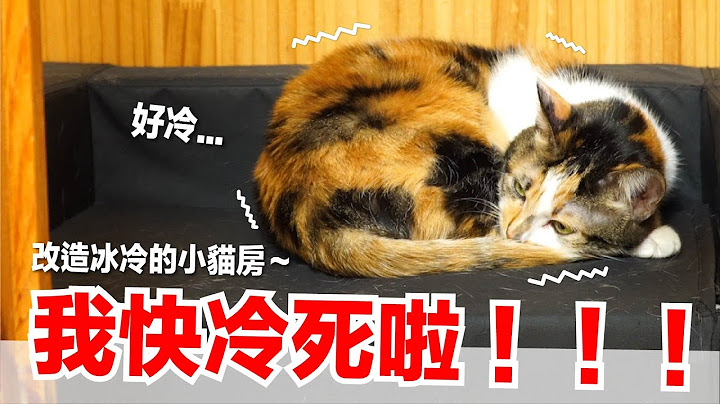 【好味小姐】我快冷死啦！改造冰冷的小貓房～｜好味貓日常EP95