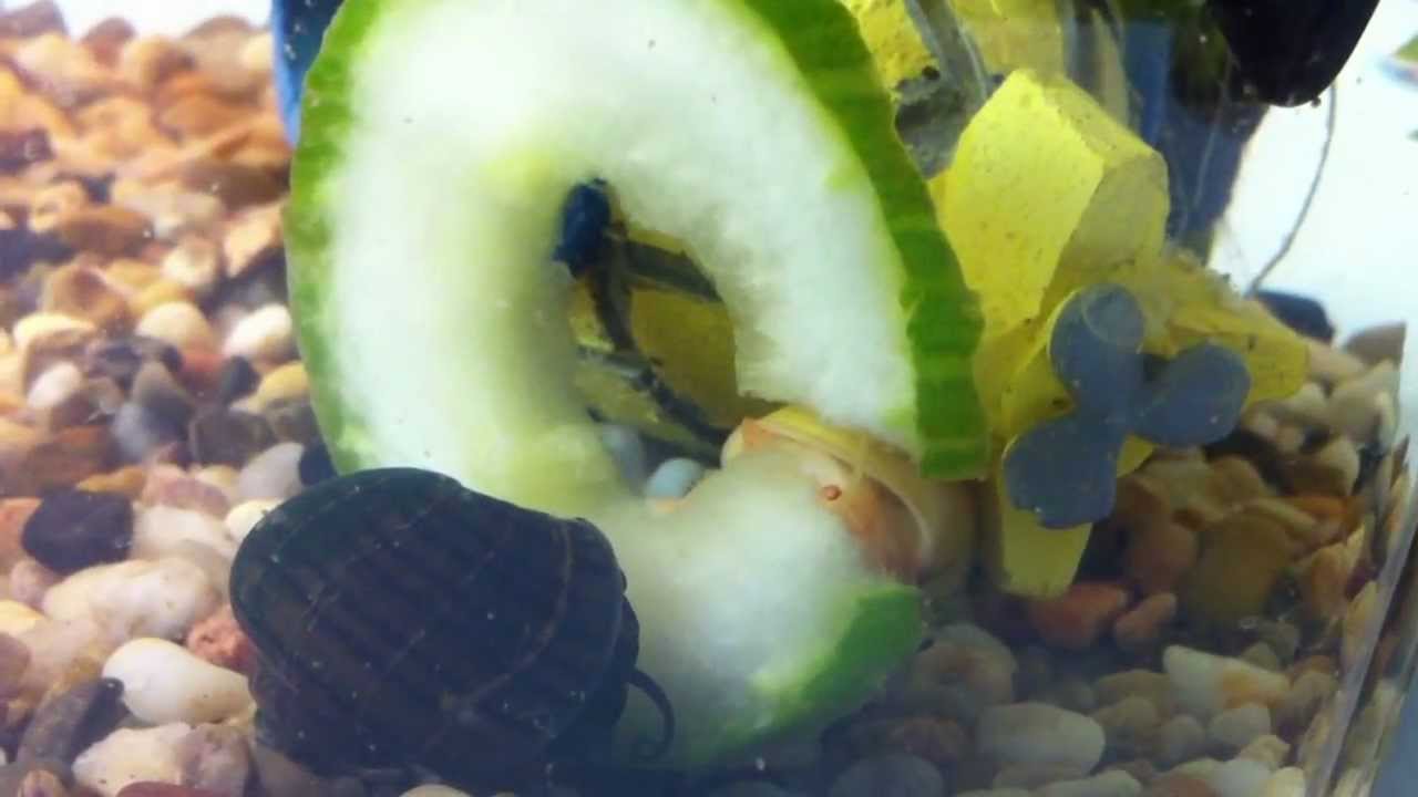 Mystery Snails Destroy Cucumber YouTube
