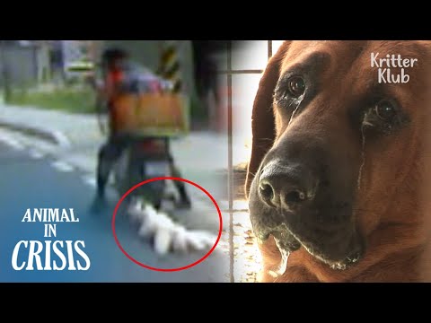 Besitzer einer Hundefleischfarm spielt die Rolle eines Sensenmanns (Teil 2) | Tier in der Krise