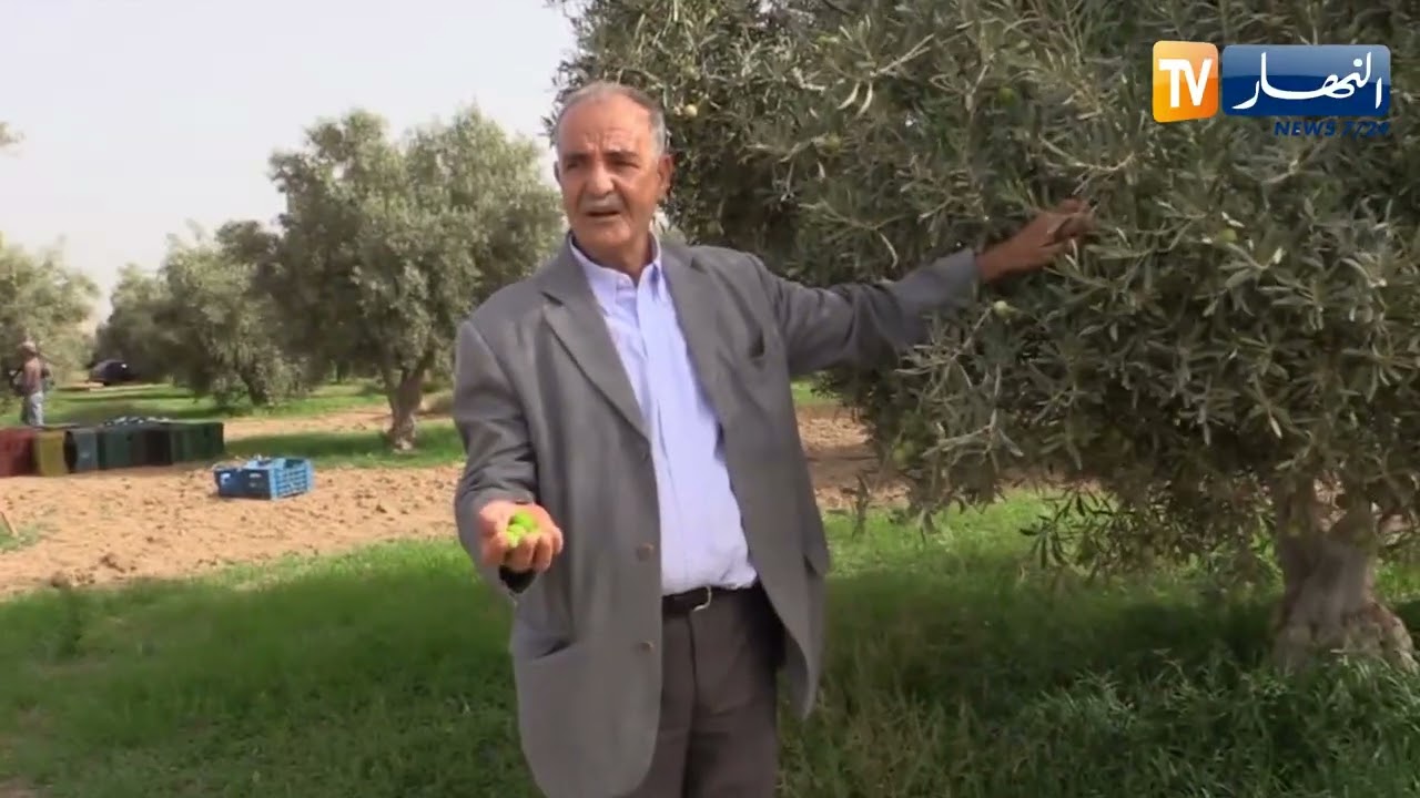 غليزان : السيفيانة..نوع مبكر من الزيتون يحقق مردودا وفيرا