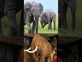 यूरोप में नदी सूखी, तो मिले हिमयुग के मैमथ की हड्डियां [Europe’s Drought Reveals Mammoth Bones]