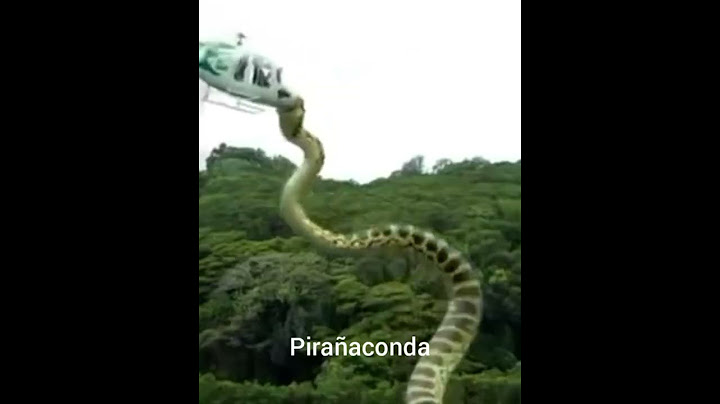 team titanoboa - (leer la descripción).