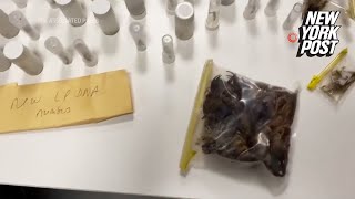 Natural History Museum curator detained in Turkey trying to smuggle 1,500 spider, scorpion samples