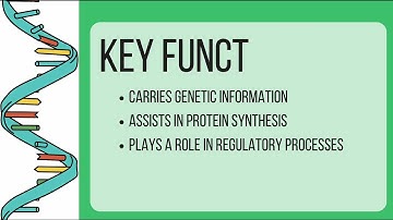 Lesson 3: RNA Structure