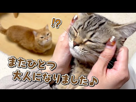 やんちゃな子猫がいつの間にか大人に成長していました！