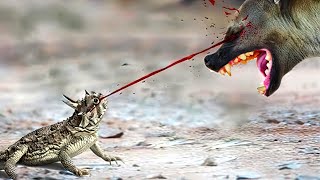 The lizard shoots blood from its eyes at its enemies!