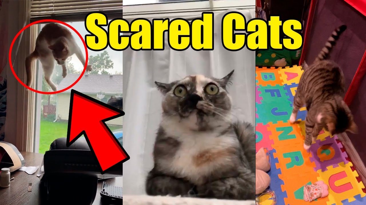 Funny Scaredy-cats giving themselves a fright compilation. #funny