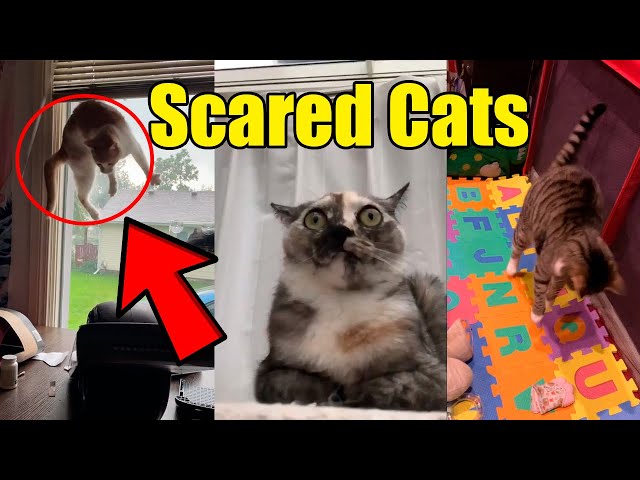 This is why the term Scaredy Cats exists.  Funny cat compilation, Cat gif,  Funny cat videos