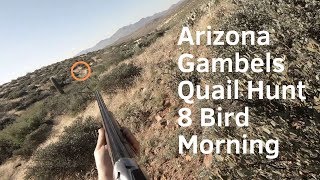 Arizona gambels quail hunt | 8 bird morning