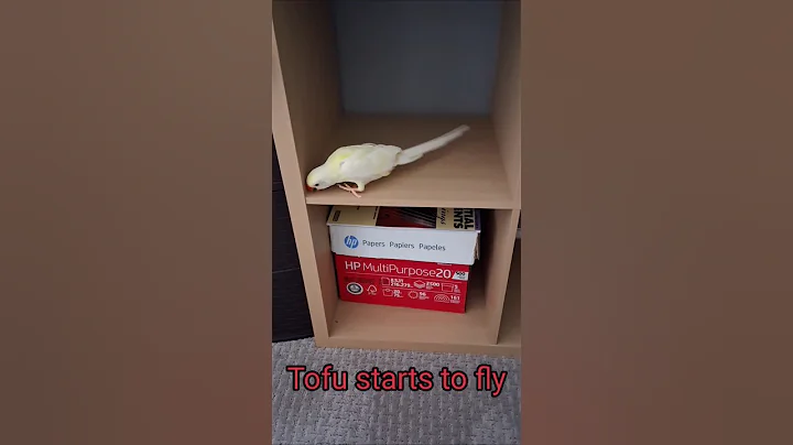 @white_and_fun  11/08/2025 #parrot  #indianringneck #talkingparrot #shorts #Tofuindianringneck