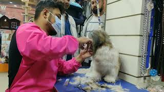 shih tzu summer haircut with scissor by Dogs Nepal Pet Store and grooming parlour 509 views 8 days ago 23 minutes