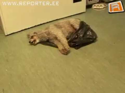 Video: Kuidas Hulkuv Koer Välja Visata