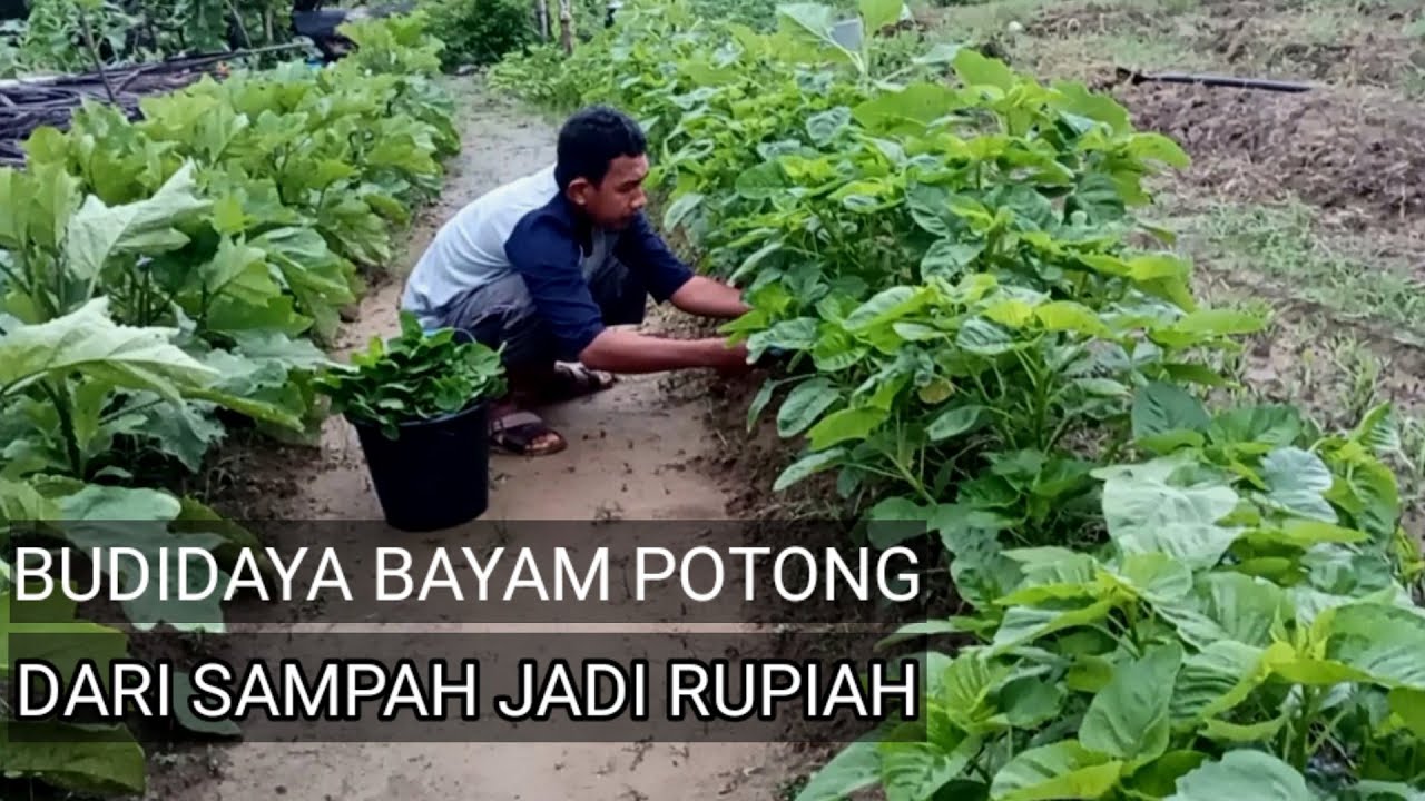 CARA TANAM BAYAM POTONG,AWAL SAMPAI PANEN,SEKALI TANAM PANEN SELAMANYA