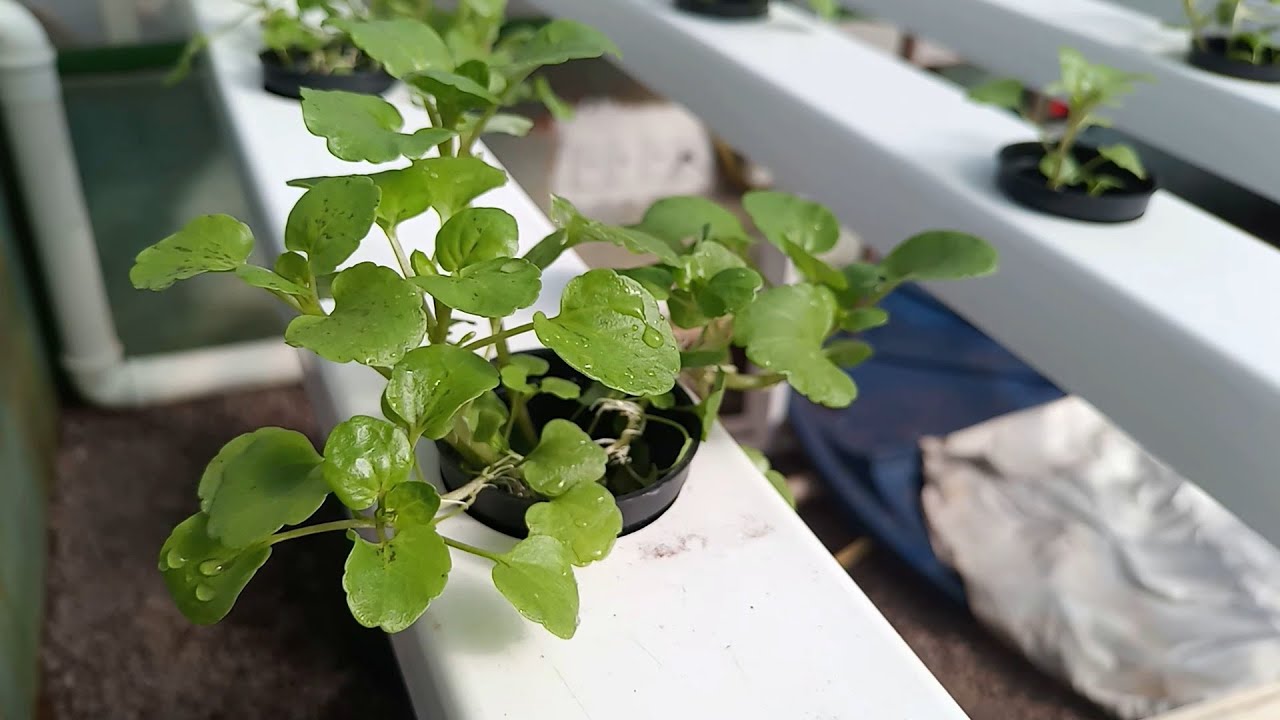 Como Plantar Agrião da Água