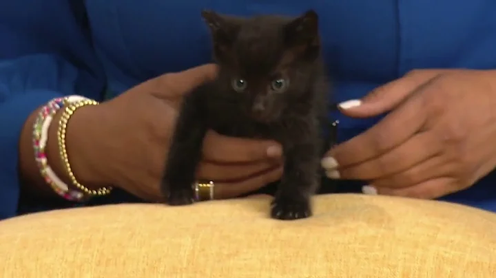 KPRC 2 anchor Daniella Guzman saves baby kitty whi...