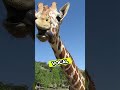 5 crazy facts about giraffes 🦒 Mp3 Song
