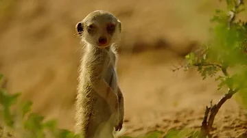 Secret meerkat pups life below ground - Animals with Cameras - Earth Unplugged