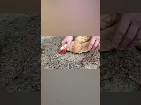 Куриный Гипноз и Акулы Интеллигенты