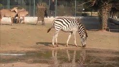 Bagh-e-Naran Zoo (Hayatabad-Peshawar) | Bagh E Naran Park | Tourism in pakistan