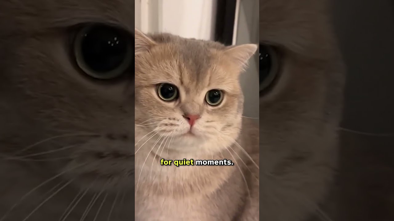 Discover The Perfect Cat Breed For You 