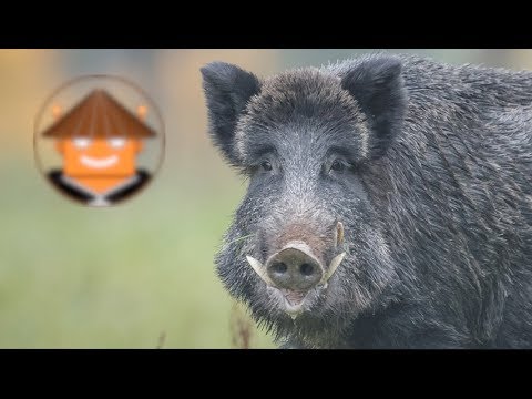 Video: ¿Qué animales comen jabalí?