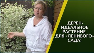 ЭТОТ КУСТАРНИК НЕ ДОСТАВИТ ХЛОПОТ И ПОРАДУЕТ СВОЕЙ КРАСОТОЙ!