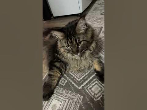 Не сердись …#мейн - YouTube